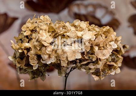 Primo piano del fiore di Hydrangea essiccato Foto Stock