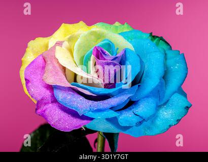 Vivace rosa arcobaleno su sfondo rosa Foto Stock