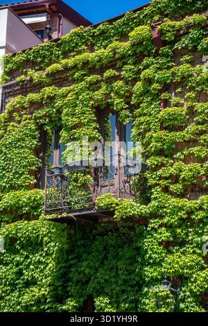 Facciata ecologica dell'edificio ricoperta di viti. Frontespizio, pareti e balcone con lussureggiante vegetazione Foto Stock