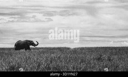 Sorprendente fotografia in bianco e nero della fauna selvatica con elefanti africani in Kenya. Catturato durante il safari attraverso le savane di Amboseli e Tsavo. Foto Stock