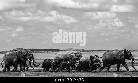 Sorprendente fotografia in bianco e nero della fauna selvatica con elefanti africani in Kenya. Catturato durante il safari attraverso le savane di Amboseli e Tsavo. Foto Stock