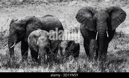 Sorprendente fotografia di animali selvatici con elefanti africani in Tanzania. Catturato durante un safari attraverso il Serengeti National Park e oltre. Foto Stock