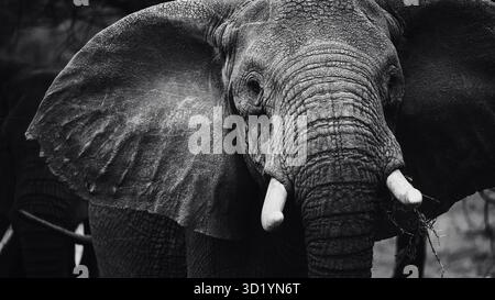 Sorprendente fotografia di animali selvatici con elefanti africani in Tanzania. Catturato durante un safari attraverso il Serengeti National Park e oltre. Foto Stock