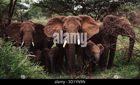 Sorprendente fotografia di animali selvatici con elefanti africani in Tanzania. Catturato durante un safari attraverso il Serengeti National Park e oltre. Foto Stock