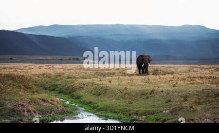 Sorprendente fotografia di animali selvatici con elefanti africani in Tanzania. Catturato durante un safari attraverso il Serengeti National Park e oltre. Foto Stock