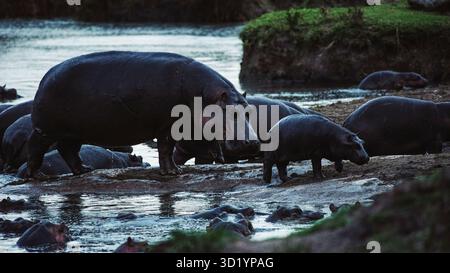 Sorprendente fotografia di animali selvatici con ippopotami africani nel loro habitat naturale. Catturati durante un safari nei fiumi e nelle pozze d'acqua della Tanzania, queste belle ar Foto Stock