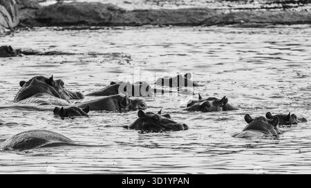 Sorprendente fotografia in bianco e nero della fauna selvatica con ippopotami africani nel loro habitat naturale. Catturato durante il safari nei fiumi e nella sorgente della Tanzania Foto Stock