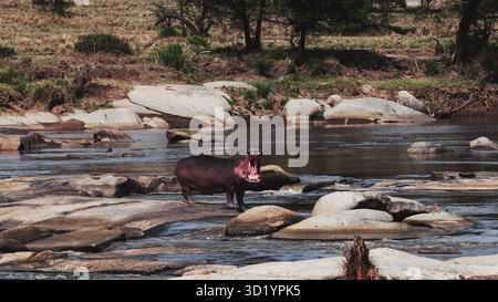 Sorprendente fotografia di animali selvatici con ippopotami africani nel loro habitat naturale. Catturati durante un safari nei fiumi e nelle pozze d'acqua della Tanzania, queste belle ar Foto Stock