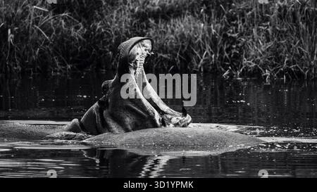 Sorprendente fotografia in bianco e nero della fauna selvatica con ippopotami africani nel loro habitat naturale. Catturato durante il safari nei fiumi e nella sorgente della Tanzania Foto Stock