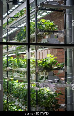 Coltivazione di fragole in serra con metodo idroponico e lampade a fito a LED. Mini-azienda agricola per la coltivazione di fragole al chiuso in terreno artificiale. Indù Foto Stock