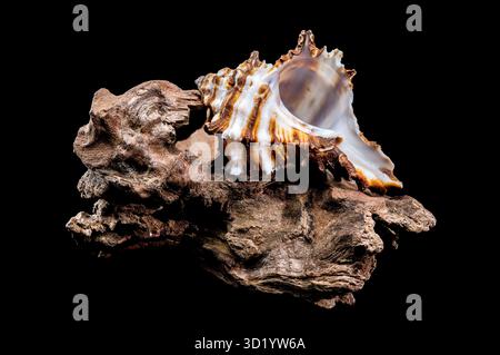 Guscio Murex indivi su sfondo nero driftwood Foto Stock