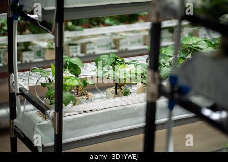 Coltivazione di fragole in serra utilizzando idroponici e lampade fitofarmaceutiche. Mini-azienda agricola per la coltivazione di bacche di Fragaria in suolo artificiale, sotto la coltivazione di ligine Foto Stock
