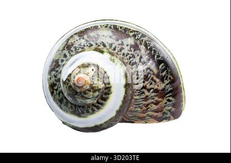 Turbo Shell con bande di giada verde isolato su sfondo bianco Foto Stock