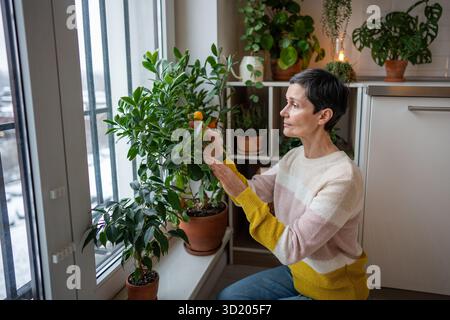 Donna matura e calma che ispeziona il mandarino in vaso con frutta matura, coltivando agrumi al chiuso Foto Stock