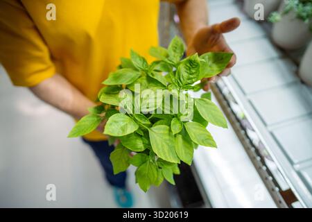 Mani uomo irriconoscibili ispezionare la pianta di basilico vegetale in vaso, controllare le foglie per l'umidità e la malattia Foto Stock