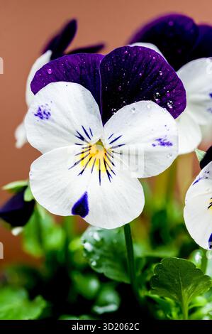 Fiori di pansia bianchi e viola in fiore su marrone Foto Stock