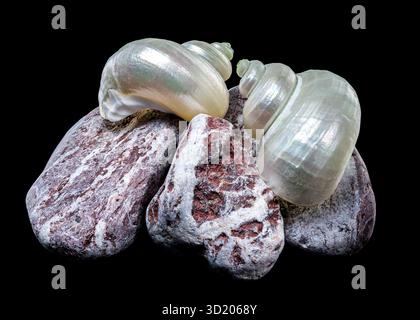 Guscio di chiocciola Pearly Turban su Rocks Foto Stock