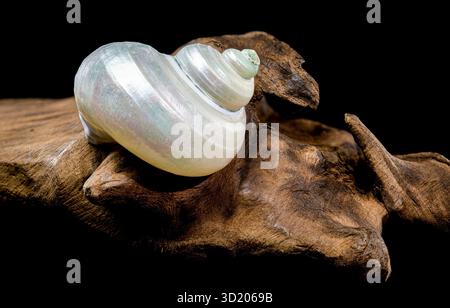 Pearly Turban Snail Shell su sfondo nero in legno Foto Stock