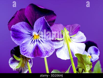 Fiori viola e blu su sfondo viola Foto Stock