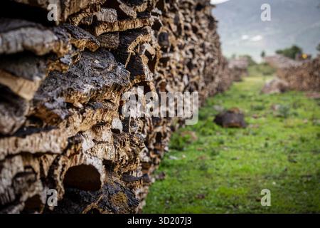 Sughero raccolto nelle foreste di querce da sughero vicino a Taida Foto Stock