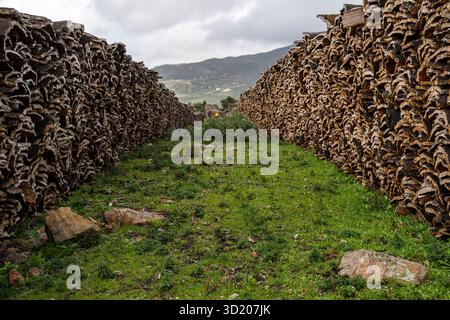 Sughero raccolto nelle foreste di querce da sughero vicino a Taida Foto Stock