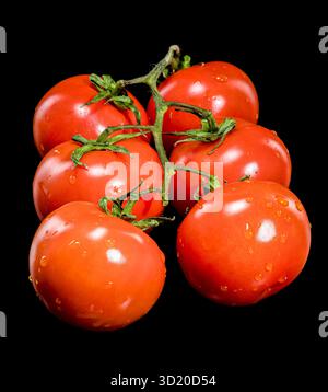Pomodori freschi sulla vite con sfondo nero Foto Stock