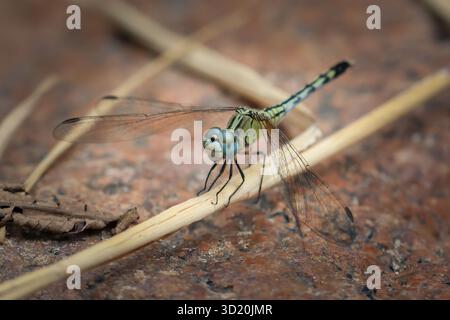 Una libellula con bellissimi occhi blu rotondi e un corpo giallo con un bellissimo motivo si trova su un ramo asciutto nella foresta in Thailandia. Foto Stock