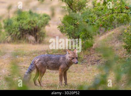 Sud Americana Gray Fox (Lycalopex griseus), Patagonia, Fox in Patagonia montagne Foto Stock