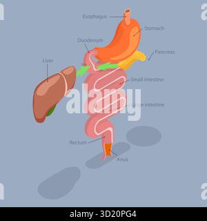 Illustrazione piatta isometrica 3D del sistema digestivo umano, processo di dissoluzione, assorbimento e fermentazione Foto Stock
