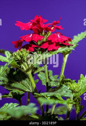 Vivace verbena rossa su sfondo viola profondo Foto Stock