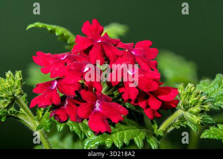 Verbena rossa vivace su uno sfondo verde intenso Foto Stock