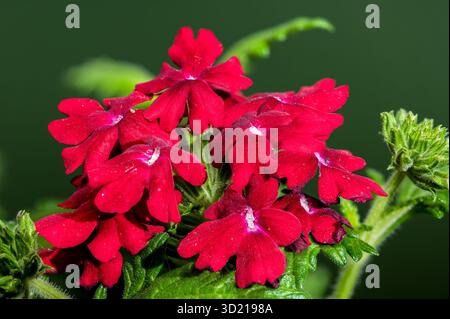 Verbena rossa vivace su uno sfondo verde intenso Foto Stock
