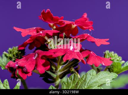 Vivace verbena rossa su sfondo viola profondo Foto Stock
