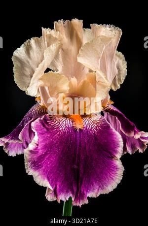 Elegante Iris Bicolor Bloom su sfondo nero intenso Foto Stock