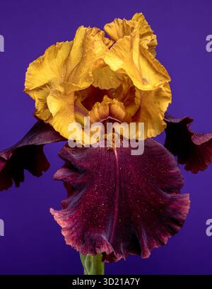 Elegante Iris Bicolor Bloom su un vivace sfondo viola Foto Stock