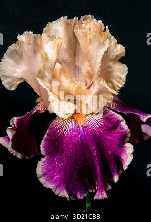 Elegante Iris Bicolor Bloom su sfondo nero intenso Foto Stock