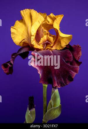 Elegante Iris Bicolor Bloom su un vivace sfondo viola Foto Stock