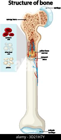 Diagramma vettoriale dettagliato dell'anatomia ossea umana, che mostra il midollo, i vasi sanguigni e i tipi di cellule Illustrazione Vettoriale