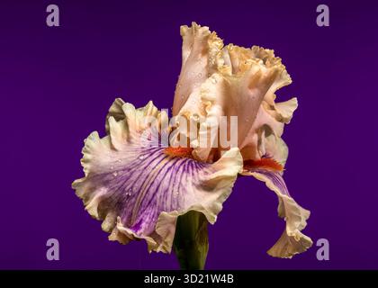 Morbida eleganza di una pesca e di un Iris barbuti viola su Royal Purple Foto Stock