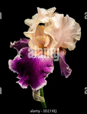 Incredibile crema e Iris con barba viola su nero Foto Stock