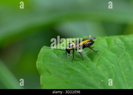 Primo piano Cockroach con bordo oro su foglie verdi nella foresta durante la stagione delle piogge. Sfondo verde. Foto Stock