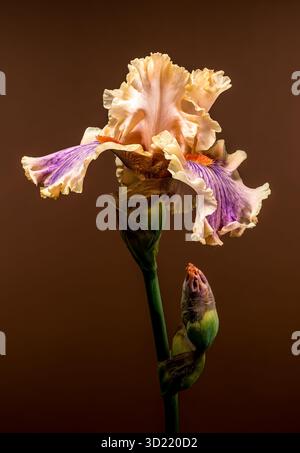 Soffice pesca e Iris in fiore viola con Bud on Brown Foto Stock