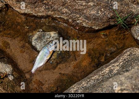 primo piano piccoli pesci che giacciono morti in un fiume secco in Thailandia durante l'estate Foto Stock