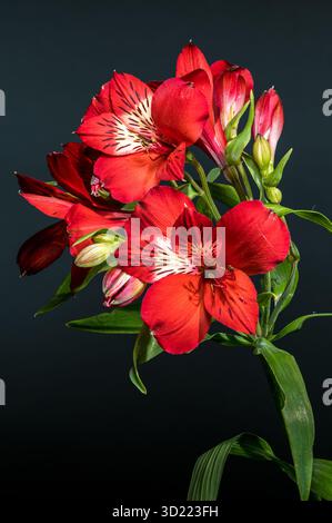Fiori di Alstroemeria rosso brillante su sfondo grigio scuro Foto Stock