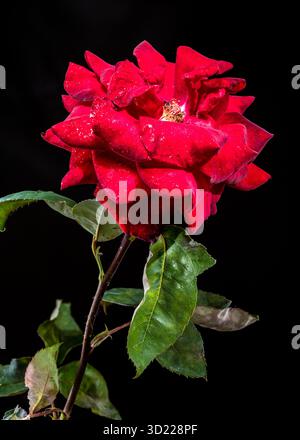 Drammatica rosa rossa con gocce di pioggia su sfondo Stark Black Foto Stock