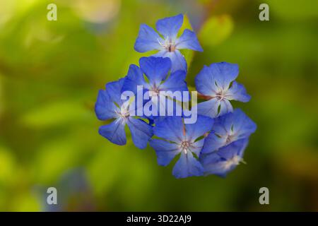 Primo piano di fiori di anemone giapponesi bianchi Anemone x ibrida Foto Stock