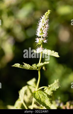 Primo piano della menta. coltivato in un giardino Foto Stock