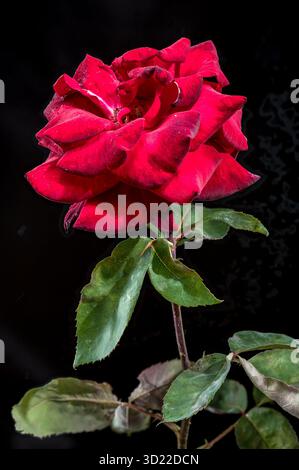 Drammatica rosa rossa con gocce di pioggia su sfondo Stark Black Foto Stock