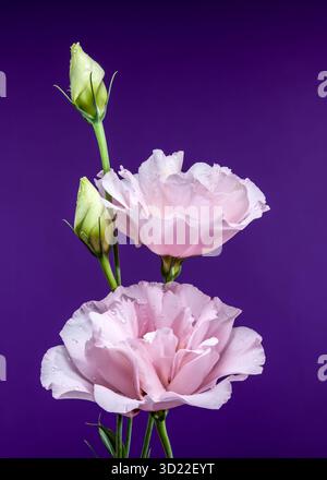 Incantevoli fiori di Eustoma rosa su sfondo viola Foto Stock