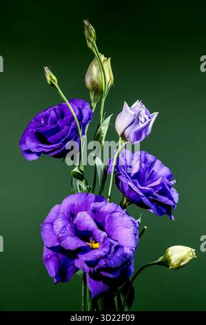Elegante Eustoma Viola Fiori e gemme su sfondo verde Foto Stock